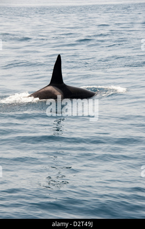 Orca (killer whale) in the Straits of Gibraltar, Europe Stock Photo