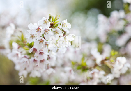 Prunus incisa 'Kojo-no-mai' - Fuji Cherry Flowers Stock Photo