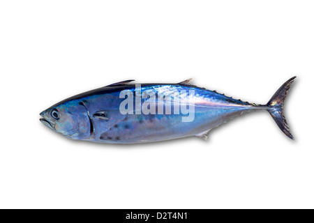 Little tunny tuna fish Euthynnus affinis isolated on white Stock Photo