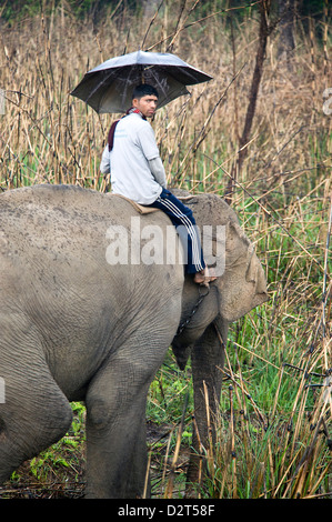 Elephant with ranger, Chitwan National Park, UNESCO World Heritage Site, Western Terai, Nepal, Asia Stock Photo