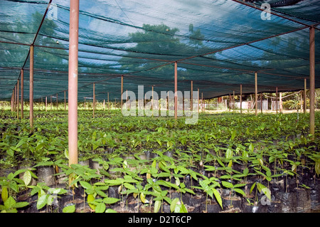 Theobroma cacao, Cocoa bean, Green subject. Stock Photo