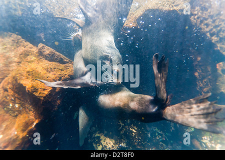 Galapagos fur seal (Arctocephalus galapagoensis) bulls mock-fighting underwater, Genovesa Island, Galapagos Islands, Ecuador Stock Photo