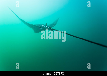 Spotted eagle ray (Aetobatus narinari) underwater, Leon Dormido Island, San Cristobal Island, Galapagos Islands, Ecuador Stock Photo