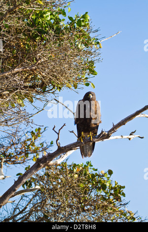 Galapagos hawk (Buteo galapagoensis), Espanola Island, Galapagos Islands, Ecuador, South America Stock Photo