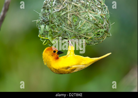 Golden palm weaver, Ploceus bojeri, Diani Beach, Kenya Stock Photo