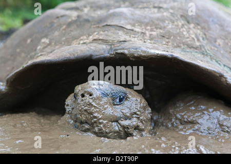 Wild Galapagos tortoise (Geochelone elephantopus), Santa Cruz Island, Galapagos Islands, Ecuador Stock Photo