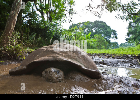 Wild Galapagos tortoise (Geochelone elephantopus), Santa Cruz Island, Galapagos Islands, Ecuador Stock Photo