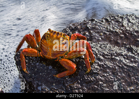 Sally lightfoot crab (Grapsus grapsus), Punta Cormorant, Floreana Island, Galapagos Islands, Ecuador, South America