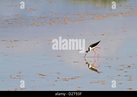 Adult black-necked stilt (Himantopus mexicanus), wading and feeding, Punta Cormorant, Floreana Island, Galapagos, Ecuador Stock Photo