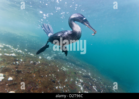 Flightless cormorant (Nannopterum harrisi) hunting underwater, Tagus Cove, Isabela Island, Galapagos Islands, Ecuador Stock Photo