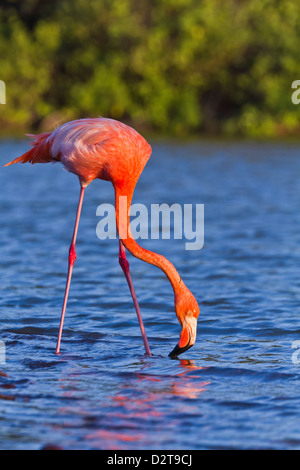 Greater flamingo (Phoenicopterus ruber), Las Bachas, Santa Cruz Island, Galapagos Islands, Ecuador, South America Stock Photo