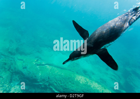 Adult Galapagos penguin (Spheniscus mendiculus) underwater, Bartolome Island, Galapagos Islands, Ecuador, South America Stock Photo