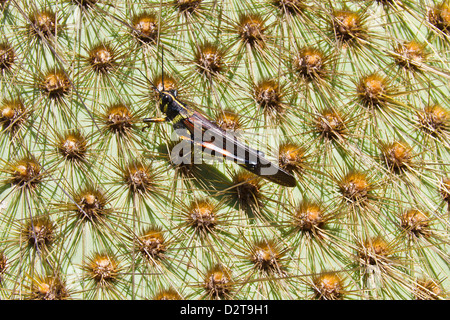 Painted locust (Schistocerca melanocera) on endemic opuntia cactus, Cerro Dragon, Santa Cruz Island, Galapagos Islands, Ecuador Stock Photo