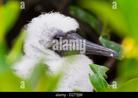 Red-footed booby (Sula sula) chick, Genovesa Island,  Galapagos Islands, Ecuador, South America Stock Photo