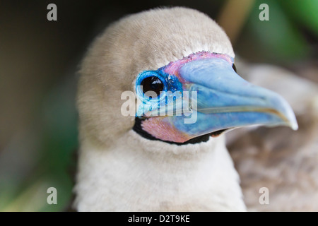 Adult dark morph red-footed booby (Sula sula), Genovesa Island, Galapagos Islands, Ecuador, South America Stock Photo