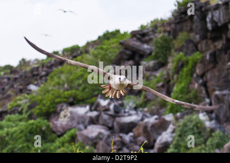 Adult dark morph red-footed booby (Sula sula) in flight, Genovesa Island, Galapagos Islands, Ecuador, South America. Stock Photo