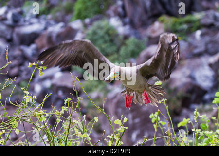 Adult dark morph red-footed booby (Sula sula) in flight, Genovesa Island, Galapagos Islands, Ecuador, South America Stock Photo