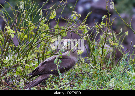 Adult dark morph red-footed booby (Sula sula) with nesting material, Genovesa Island, Galapagos Islands, Ecuador, South America Stock Photo