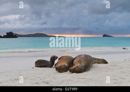 Galapagos sea lions (Zalophus wollebaeki), Gardner Bay, Espanola Island, Galapagos Islands, Ecuador Stock Photo
