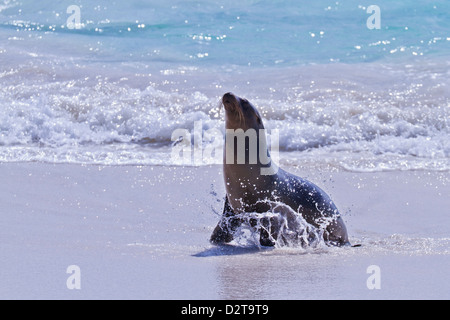 Galapagos sea lion (Zalophus wollebaeki) pup, Gardner Bay, Espanola Island, Galapagos Islands, Ecuador Stock Photo