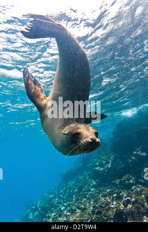 Galapagos sea lion (Zalophus wollebaeki) underwater, Champion Island, Galapagos Islands, Ecuador, South America Stock Photo