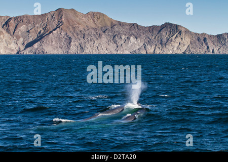 Blue whale cow (Balaenoptera musculus) and calf, southern Gulf of California (Sea of Cortez), Baja California Sur, Mexico Stock Photo