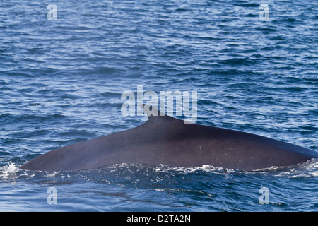 Adult fin whale (Balaenoptera physalus), Gulf of California (Sea of Cortez), Baja California Sur, Mexico, North America Stock Photo