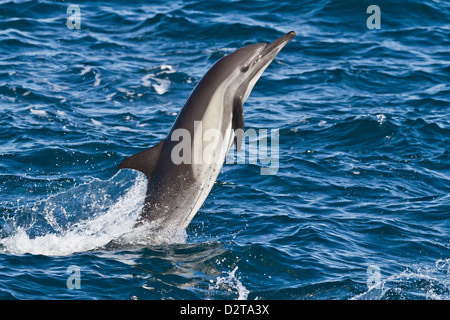 Long-beaked common dolphin (Delphinus capensis), Isla San Esteban, Gulf of California (Sea of Cortez), Baja California, Mexico Stock Photo