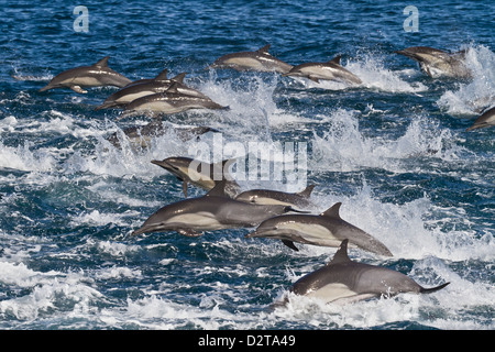Long-beaked common dolphin pod, Isla San Esteban, Gulf of California (Sea of Cortez), Baja California, Mexico Stock Photo
