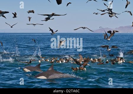 Long-beaked common dolphins feeding, Gulf of California (Sea of Cortez), Baja California, Mexico Stock Photo