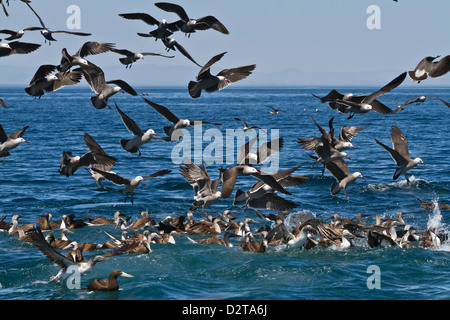 Long-beaked common dolphins feeding, Gulf of California (Sea of Cortez), Baja California, Mexico Stock Photo