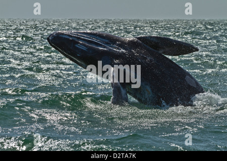 California gray whale (Eschrichtius robustus) calf breaching, San Ignacio Lagoon, Baja California Sur, Mexico, North America Stock Photo