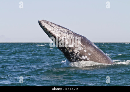 Adult California gray whale (Eschrichtius robustus) breaching, San Ignacio Lagoon, Baja California Sur, Mexico, North America Stock Photo