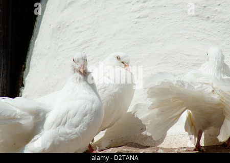 White pigeon on a slope Stock Photo