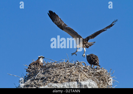 Osprey (Pandion haliaetus) chick practising flight, Gulf of California (Sea of Cortez) Baja California Sur, Mexico Stock Photo