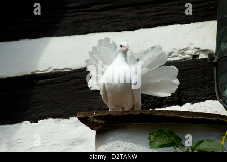 White pigeon on a slope Stock Photo