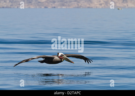 Adult brown pelican (Pelecanus occidentalis), Gulf of California (Sea of Cortez), Baja California, Mexico, North America