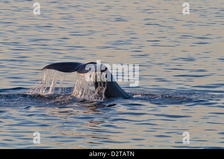 Sperm whale flukes up dive, Isla San Pedro Martir, Gulf of California (Sea of Cortez), Baja California Norte, Mexico Stock Photo