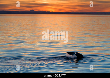 Sperm whale at sunset, Isla San Pedro Martir, Gulf of California (Sea of Cortez), Baja California Norte, Mexico Stock Photo