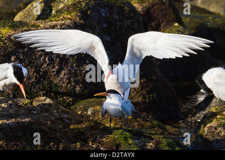 Elegant terns (Thalasseus elegans) mating, Isla Rasa, Gulf of alifornia (Sea of Cortez), Baja California, Mexico, North America Stock Photo