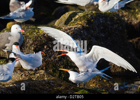 Elegant terns (Thalasseus elegans) mating, Isla Rasa, Gulf of California (Sea of Cortez), Baja California, Mexico, North America Stock Photo