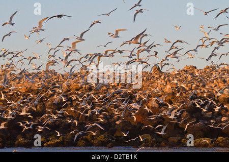 Elegant tern (Thalasseus elegans) breeding colony, Isla Rasa, Gulf of California (Sea of Cortez), Baja California, Mexico Stock Photo