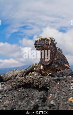 Galapagos marine iguana (Amblyrhynchus cristatus), Fernandina Island, Galapagos Islands, Ecuador Stock Photo