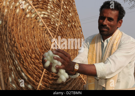 Silk farmer with cocoons, Kanakpura, Karnataka, India, Asia Stock Photo