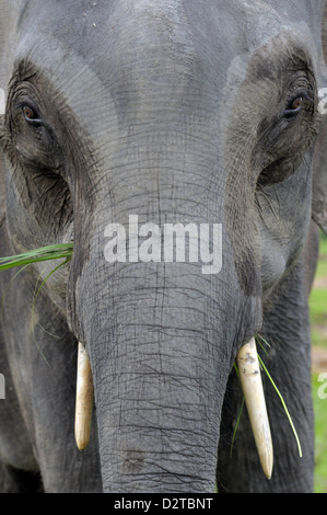 Asian elephant, Kaziranga, Assam, India, Asia Stock Photo