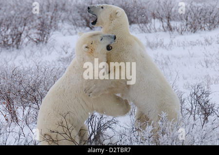 Polar bears sparring, Churchill, Hudson Bay, Manitoba, Canada, North America Stock Photo