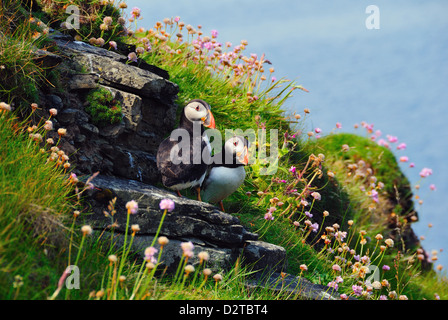 Two puffins, Westray, Orkney Islands, Scotland, United Kingdom, Europe Stock Photo