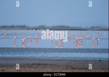 Flamingos feed on the brackish water in Little Rann of Kutch, Gujarat, India, Asia Stock Photo