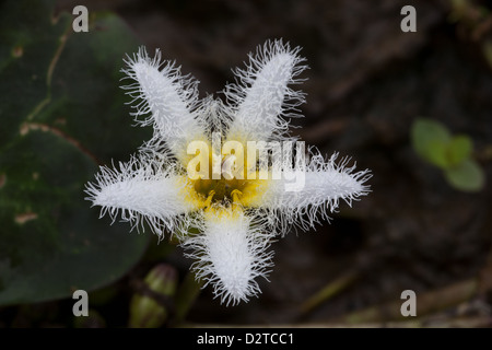 Beautiful water snowflake flower, Nymphoides indica, at Cienaga las Macanas nature reserve, Herrera province, Republic of Panama. Stock Photo