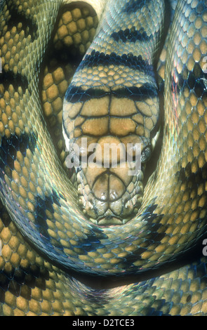 The amethystine python Stock Photo - Alamy